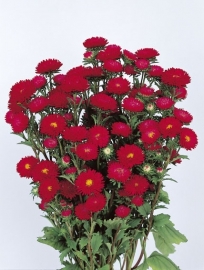 Aster - EAA660