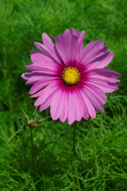 Cosmos Bininnatus - ECB540