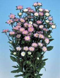 Aster Serenade - EAA924