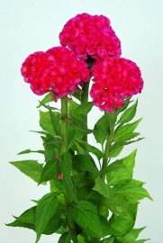 Celosia - ECA213