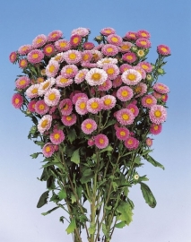 Aster - EAA620