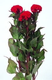 Celosia - ECA209