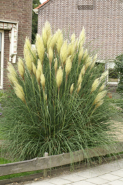 Cortaderia - VCA200