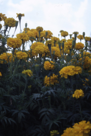 Tagetes - ETA007