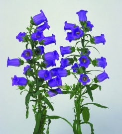 Campanula - MCA109