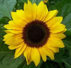 Helianthus annuus - EHA076