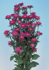 Aster Serenade - EAA923