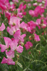 Lathyrus odoratus Mammoth - ELA040