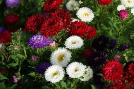 Aster - EAA580
