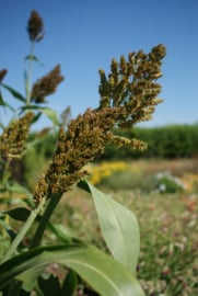 Sorghum - GSA060