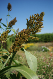 Sorghum - GSA060