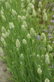 Phalaris - GPA200