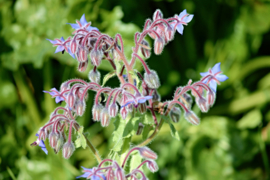 Borago - KBA100