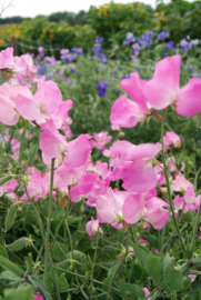 Lathyrus odoratus Royal - ELB230