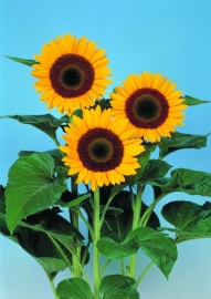 Helianthus annuus - EHA108