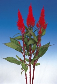 Celosia Plumosa Century - ECA245