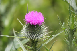 Cynara - OCA410