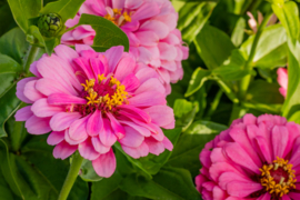 Zinnia - EZA260