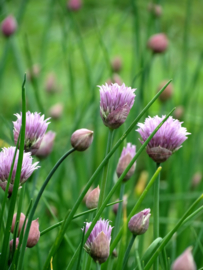 Allium - OAA010