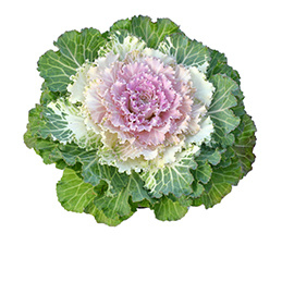 Brassica gekarteldbladig - EKA009