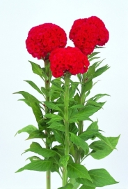 Celosia - ECA214
