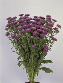 Aster - EAA610