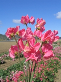 lathyrus odoratus Winter Elegance - ELA185