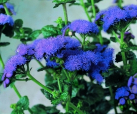 Ageratum - EAA075