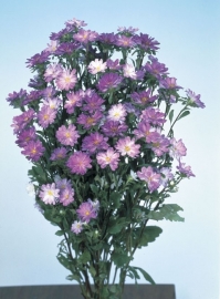 Aster Serenade - EAA927