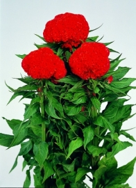 Celosia - ECA215