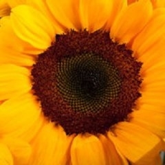 Helianthus annuus - EHA132