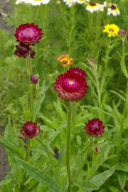 Helichrysum - EHA440