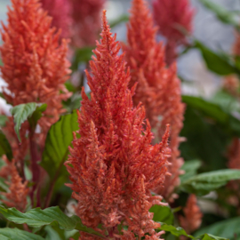 Celosia Plumosa Century - ECA270