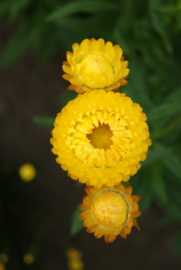 Helichrysum - EHA340