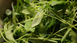 Rucola - KRS001