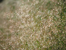 Agrostis - GAA010