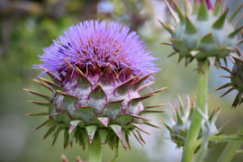 Cynara - OCA400