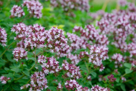 Origanum - OOA030