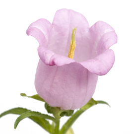 Campanula - MCA108