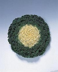 Brassica gekruldbladig - EKA013