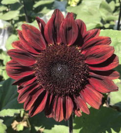 Helianthus Procut - EHA137