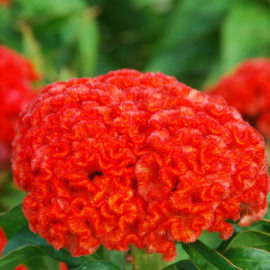 Celosia - ECA215