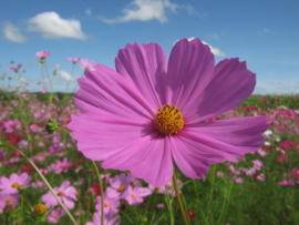 Cosmos Bininnatus - ECB510