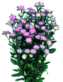 Aster Serenade - EAA924