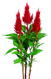 Celosia Plumosa Century - ECA250