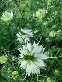 Nigella - ENA140