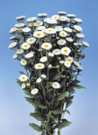 Aster - EAA650