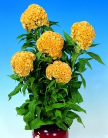 Celosia - ECA212