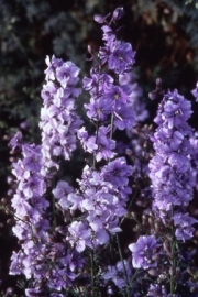 Delphinium - EDA055