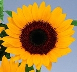 Helianthus annuus - EHA133
